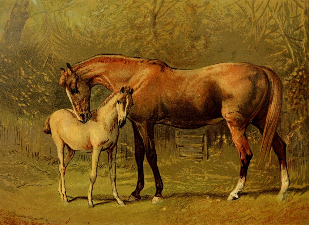 Book of The Horse 1880 Thoroughbred Mare & Foal Poster Print by Alfred Corbould