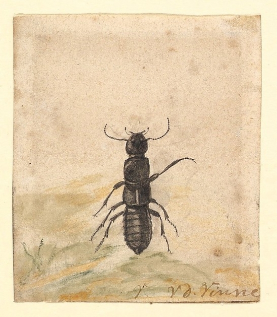 A Black Beetle Poster Print by Jan Vincentsz Van Der Vinne - Dutch Haarlem 1663 1721 Haarlem