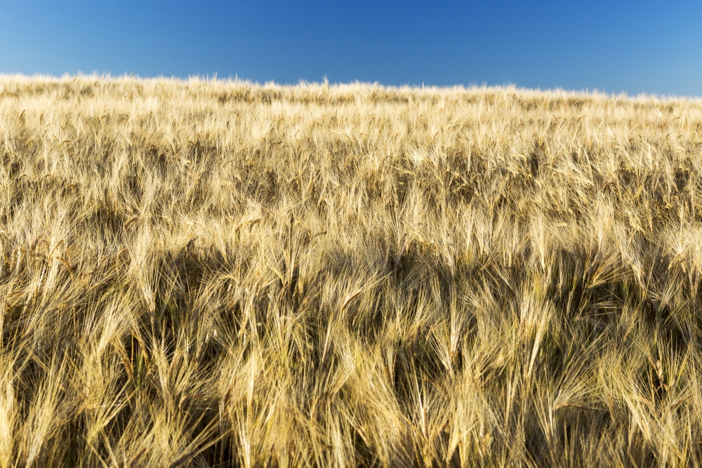 DPI12257405LARGE Golden Barley Field with Blue Sky - Alberta Canada Poster Print - 38 x 24 in. - Large