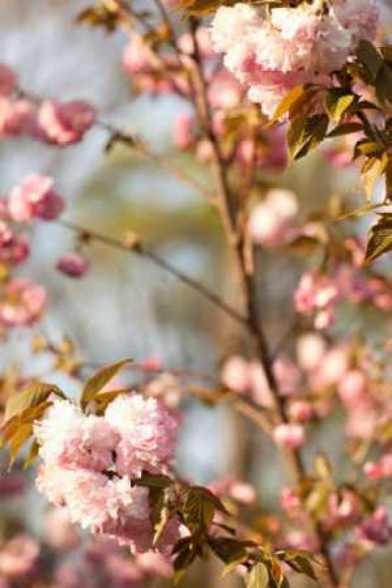 Spring Blossoms V Poster Print by Karyn Millet - 12 x 18 - Small