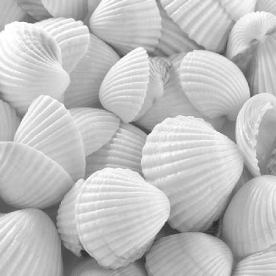Shells 3 Poster Print by Photoinc Studio - 12 x 12 - Small