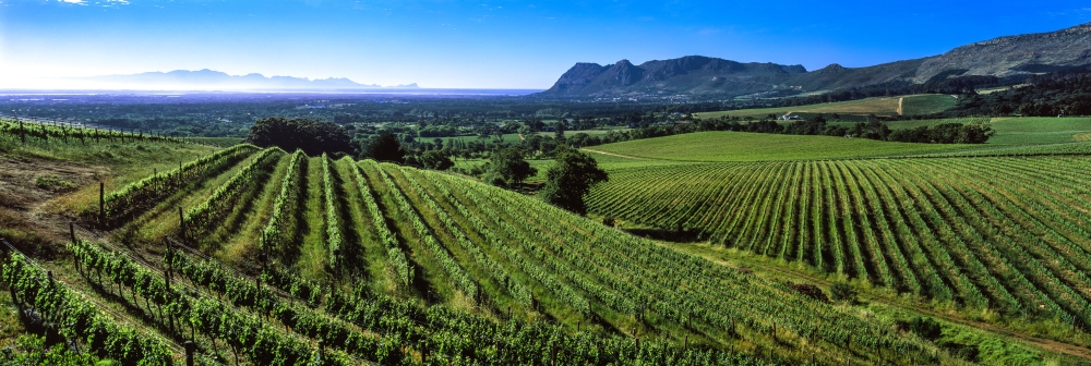 PPI154815S Vineyard Klein Constantia Constantia Cape Town Western Cape Province South Africa Poster Print, 27 x 9
