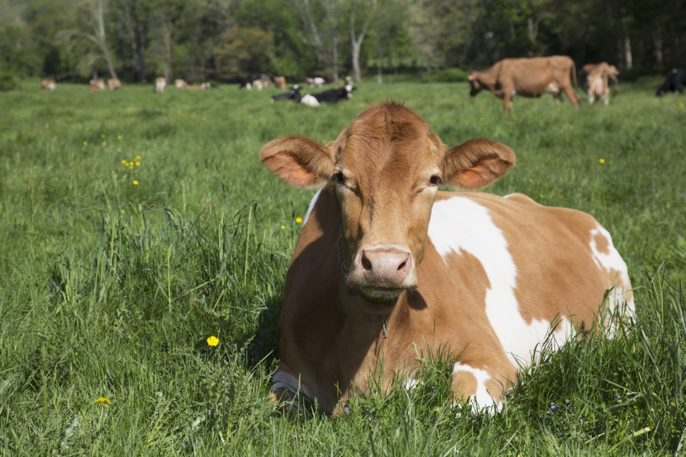 DPI12253125 Guernsey Cow Chewing Cud Lying in Lush Spring Meadow - Granby Connecticut United States of America Print - 19 x 12 in.