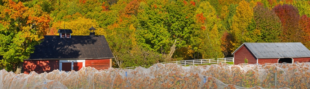 Wine Grape Vineyard in Autumn with Bird Netting Covering The Vines To Protect The Crop Shortly Before Harvest Poster Print - 40 x 11 in.