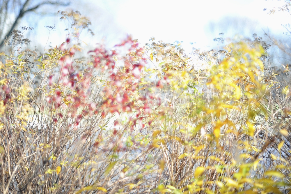 Fall Colors in Midtown Toronto - Toronto Ontario Canada Poster Print
