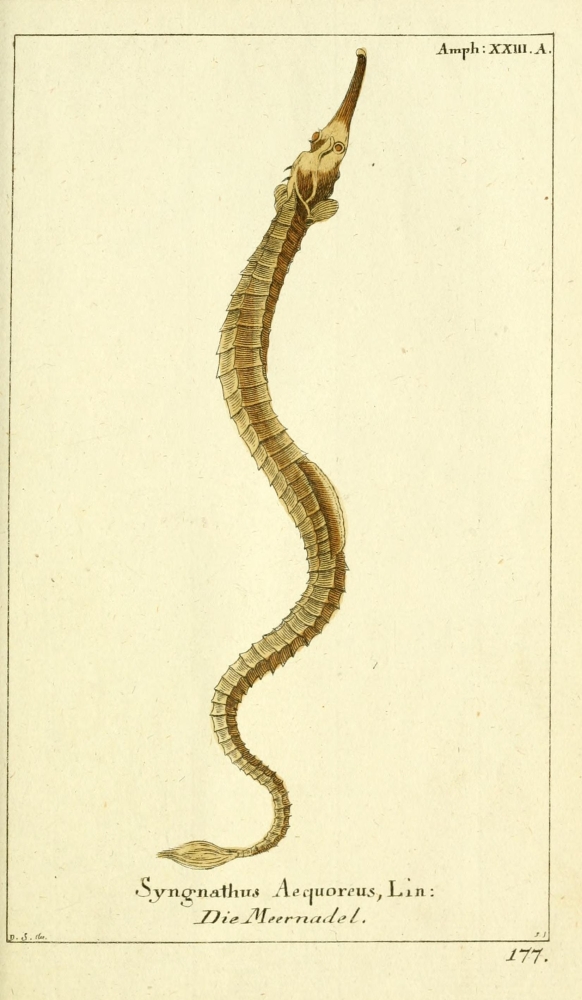PPHPDA72179 Naturgeschichte Des Thierreichs 1780 Pipefish Poster Print by Daniel Sotzmann, 18 x 24