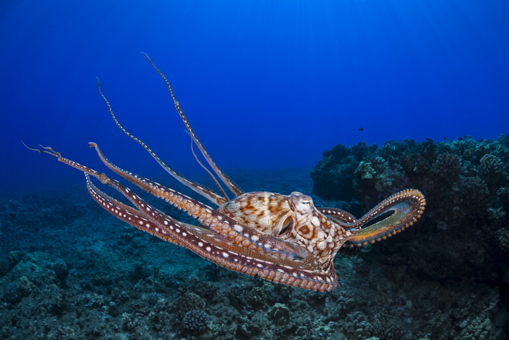 DPI12254718LARGE This View Shows The Eight Armed Cephalopod Free Swimming in Mid-Water Day Poster Print - 38 x 24 in. - Large