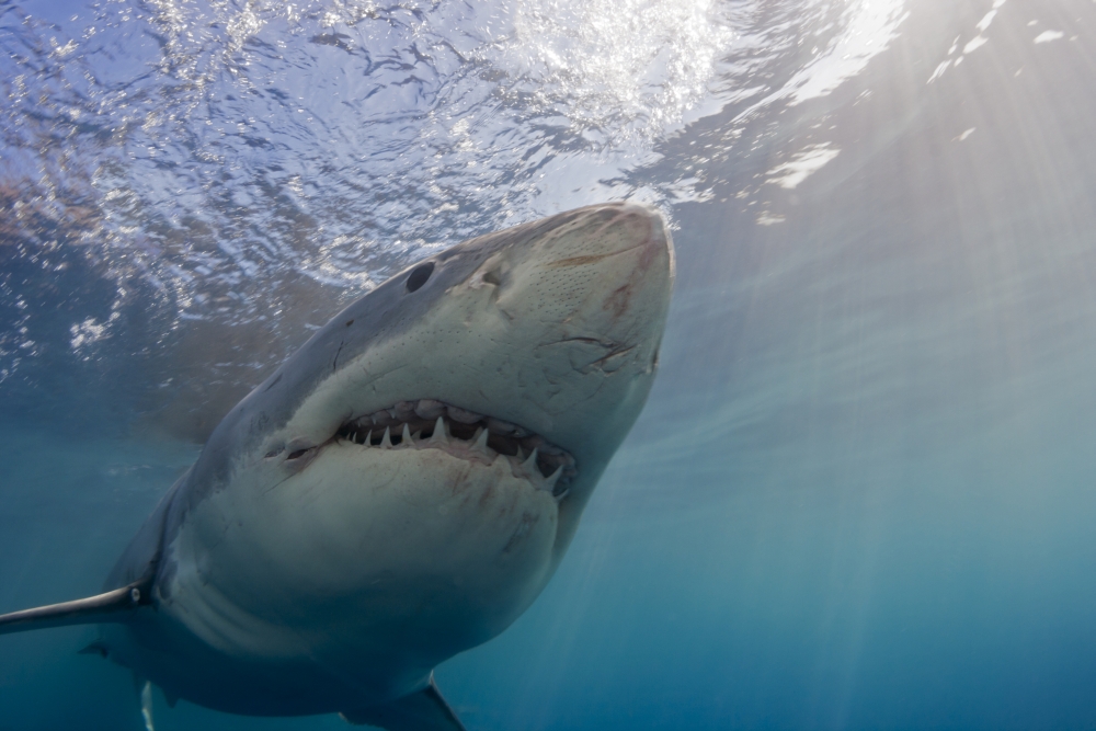 DPI12254727LARGE Great White Shark Carcharodon Carcharias - Guadalupe Island Mexico Poster Print - 38 x 24 in. - Large