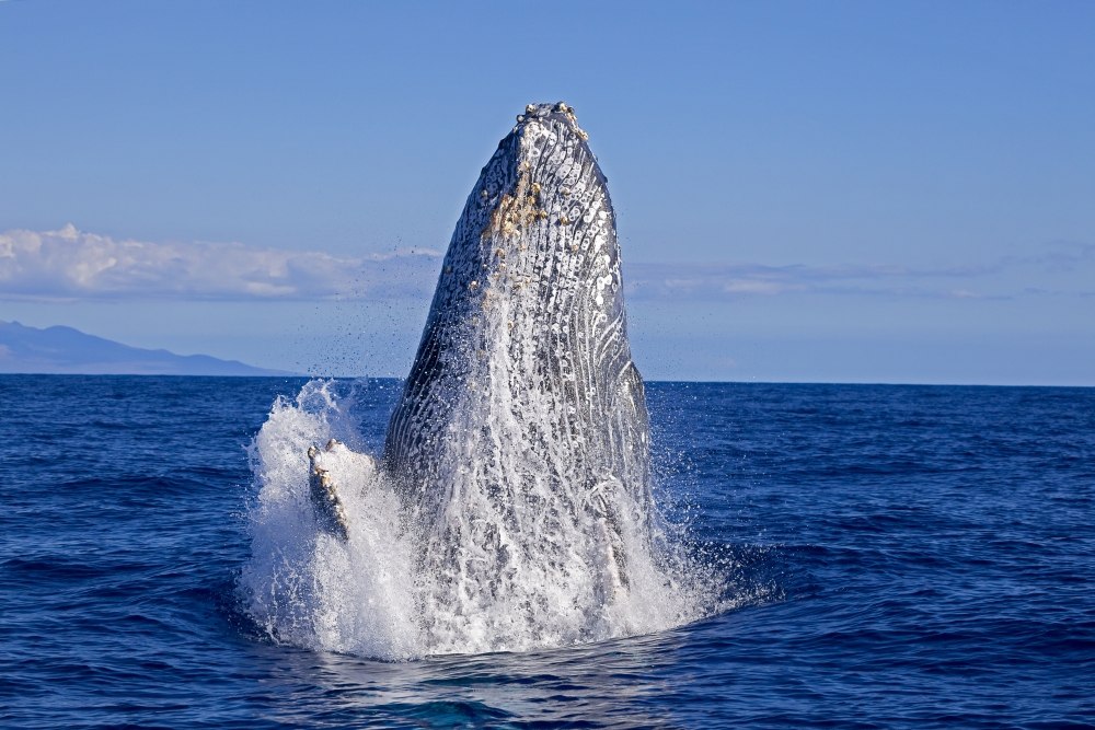 DPI12254742LARGE Breaching Humpback Whale Megaptera Novaeangliae - Maui Hawaii United States of America Poster Print - 36 x 24 in. - Large