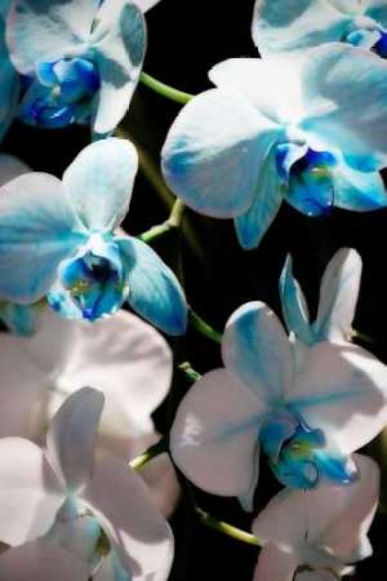 Blue Moth Orchids I Poster Print by Alan Hausenflock - 10 x 14 - Small