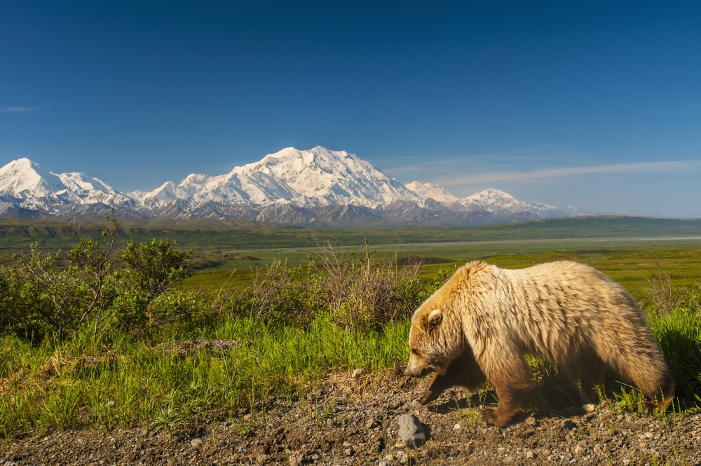 A Grizzly Bear Walking Alongside The Park Road in Area 14 with Mount Mckinley in The Background Denali National Park Poster Print - 19 x 12 in.