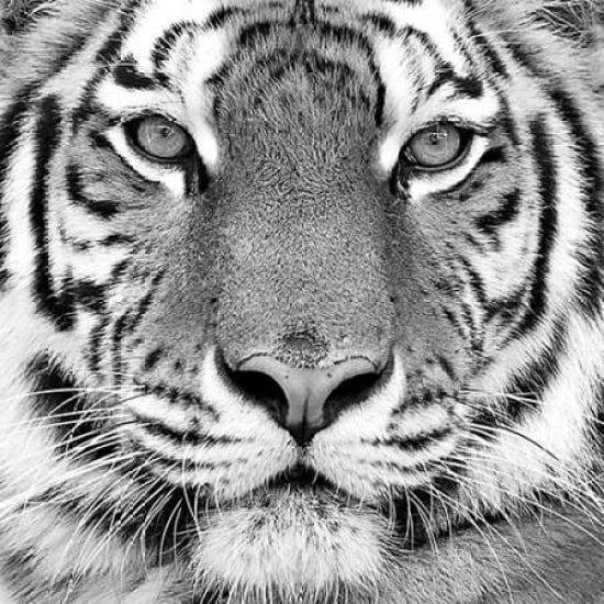 Tiger Poster Print by Photoinc Studio, 24 x 24 - Large