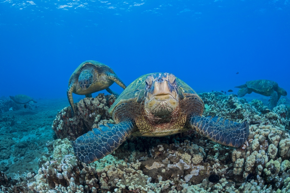 DPI12254708LARGE Several Green Sea Turtles Chelonia Mydas An Endangered Species Gather at A Cleaning Station Poster Print - 38 x 24 in. - Large