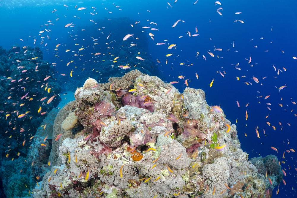 DPI12254721LARGE A Reef Scene with Schooling Anthias at Yap Caverns Off The Island of Yap - Yap Micronesia Poster Print - 38 x 24 in. - Large