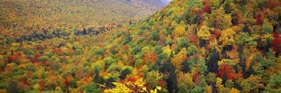 Mountain Forest in Autumn Nova Scotia Canada Poster Print, 18 x 6