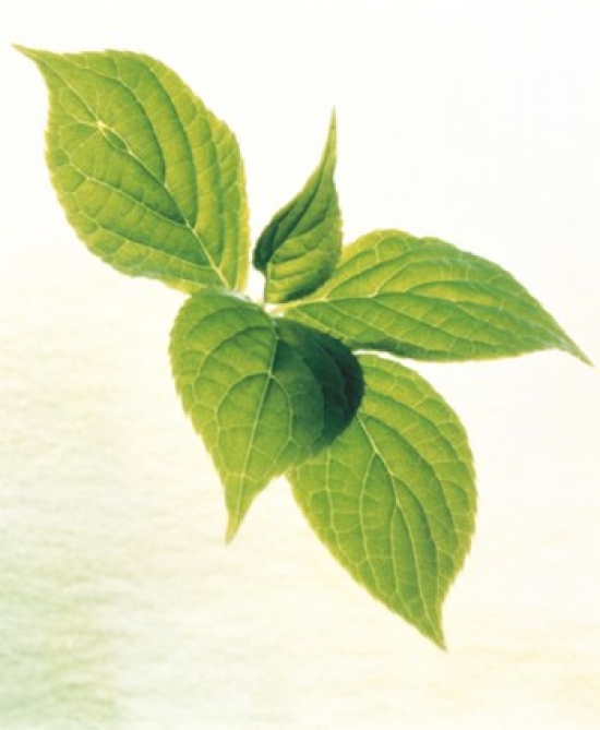 PPI118082 Close Up of Green Leaves On Light Grey Poster Print by , 14 x 16