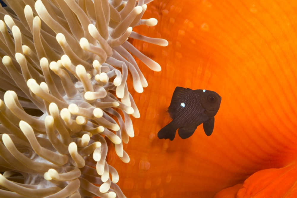 This Juvenile Three Spot Damselfish Dascyllus Trimaculatus is Pictured Beside Poster Print - 38 x 24 in. - Large