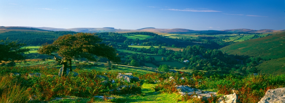 PPI150672L Trees & Plants On A Landscape Honeybag Tor Dartmoor Devon England Poster Print, 36 x 12
