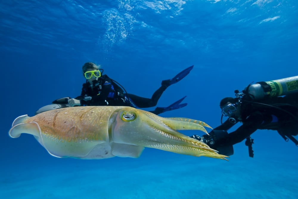 DPI12254734 Divers on Underwater Scooters & A Common Cuttlefish Sepia Officinalis - Palau Micronesia Poster Print - 17 x 11 in.