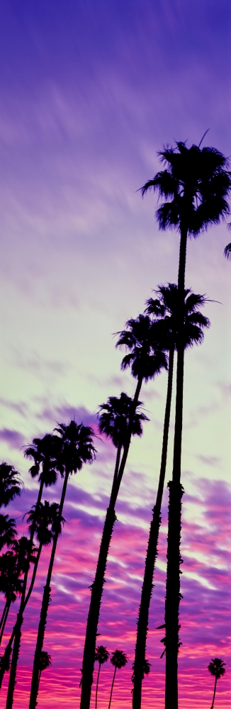 PPI164964 Silhouette of Palm Trees At Sunrise Santa Barbara California USA Poster Print, 6 x 18 -  Panoramic Images