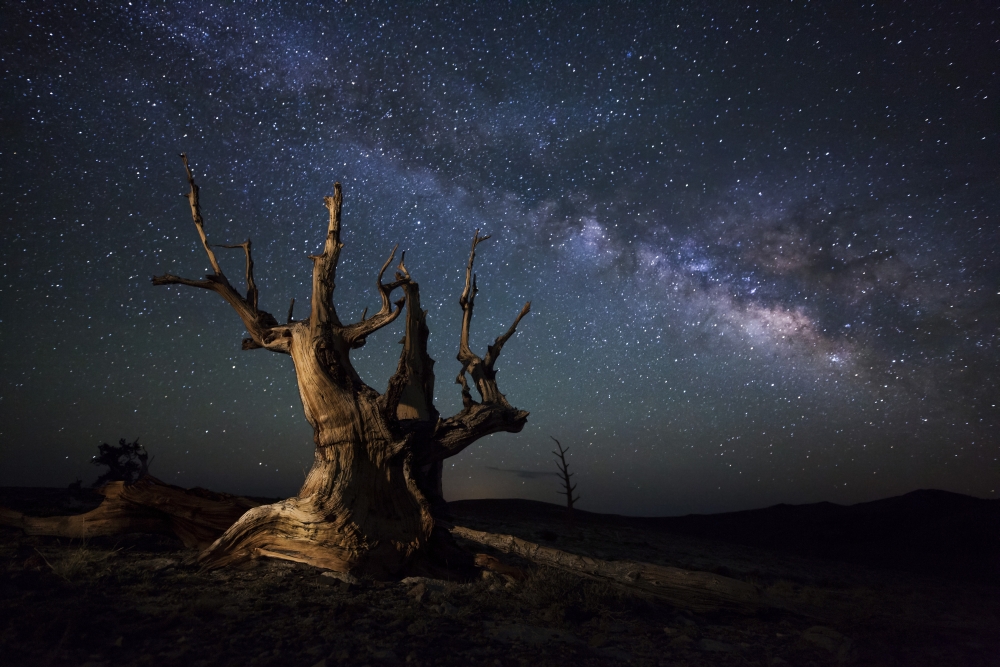 The Milky Way & A Dead Bristlecone Pine Tree High Atop A Dolomite Ridge in The White Mountains California Poster Print - 34 x 22 - Large