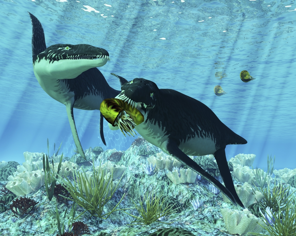 Liopleurodon Eating An Ammonite - 15 x 12