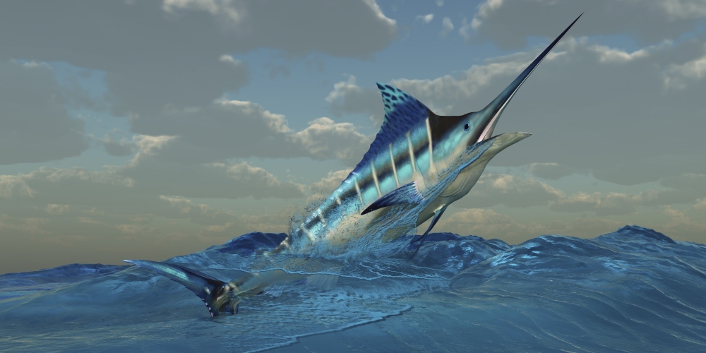 A Blue Marlin Bursts From Ocean Waters Poster Print - Blue - 20 x 10