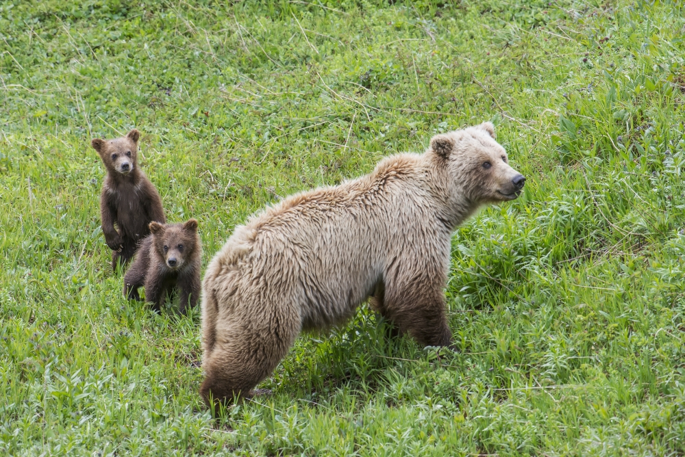 DPI12257832LARGE Sow with Spring Cubs in Denali National Park Interior Alaska Poster Print - 38 x 24 in. - Large
