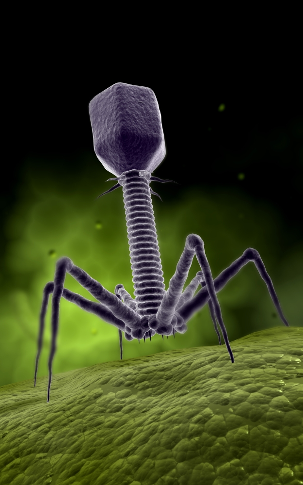 Microscopic View of Bacteriophage Poster Print - 11 x 17