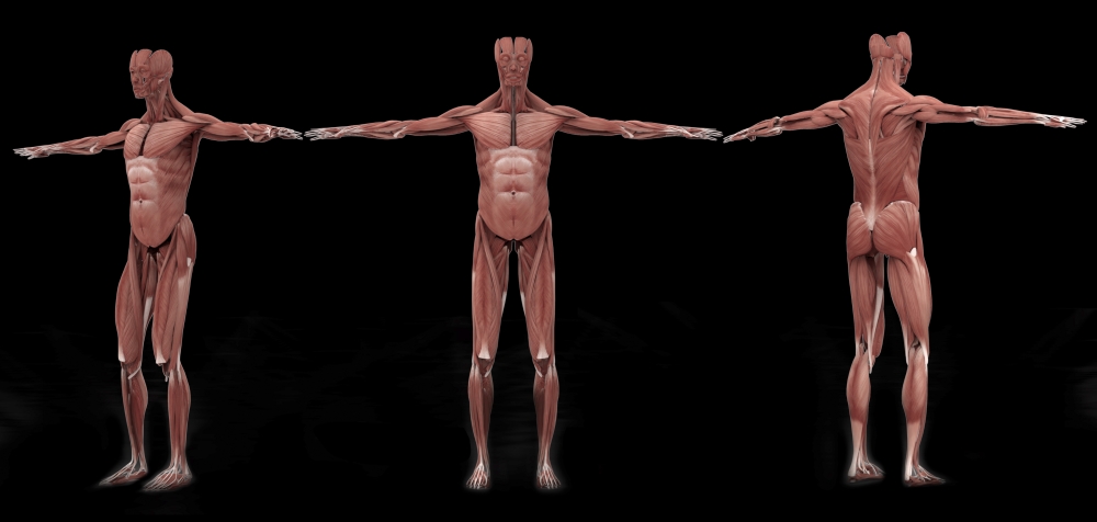 StockTrek Images PSTSTK701170H 3D Rendering of Male Muscular System At Different Angles Poster Print, 20 x 9 -  Posterazzi