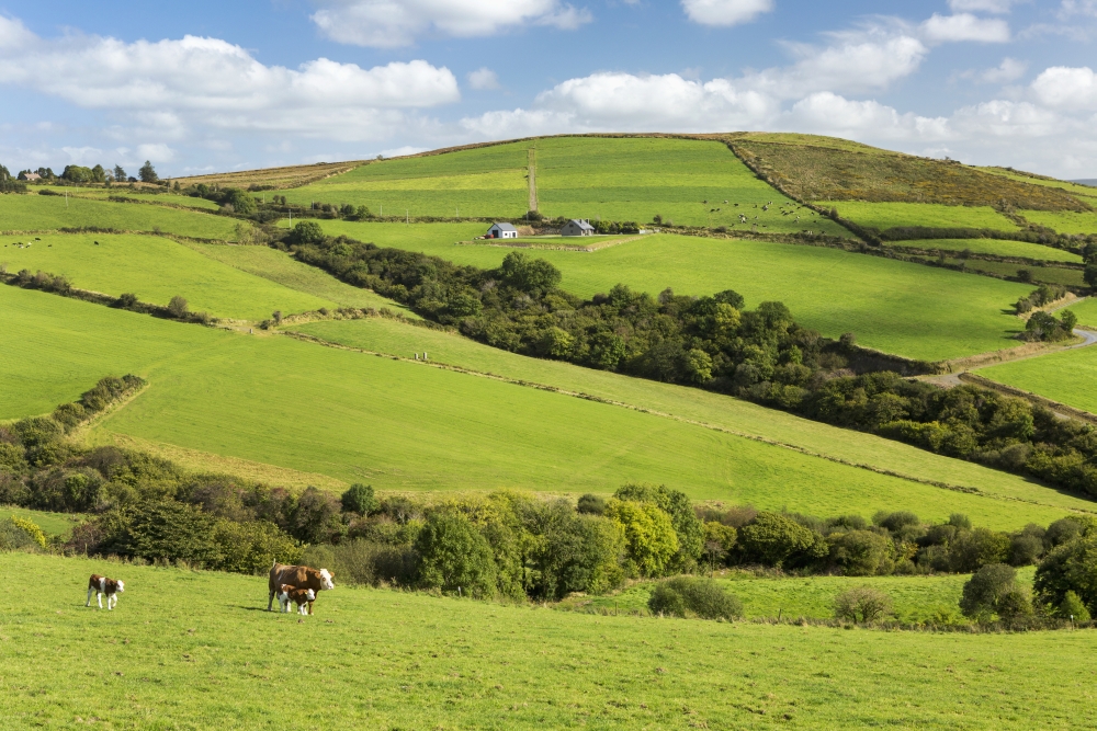 Cattle Grazing on Lush Green Hilly Pastures with Trees Separating Fields - County Kerry Ireland Poster Print - 19 x 12 in.