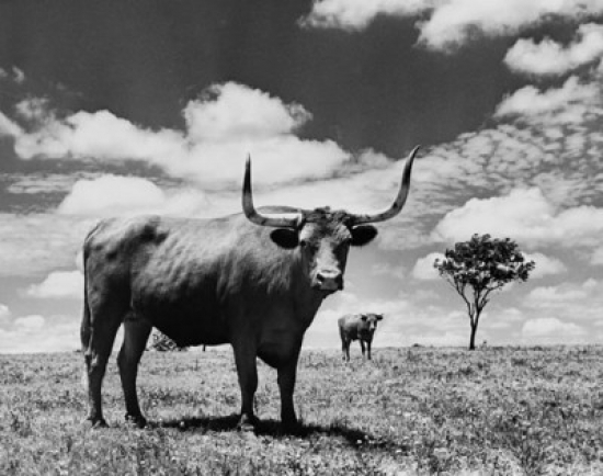 Two Texas Longhorn Cattle Standing in A Field Poster Print, 24 x 36 - Large