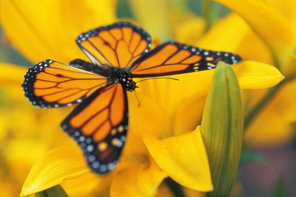 Monarch Butterfly on Flower Poster Print - 17 x 11 in.
