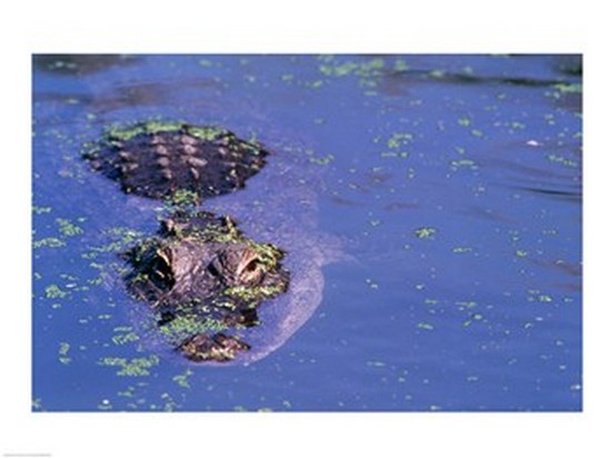 Picture of Superstock SAL8056592 High Angle View of An American Alligator Swimming in A Pond Poster Print, 24 x 18
