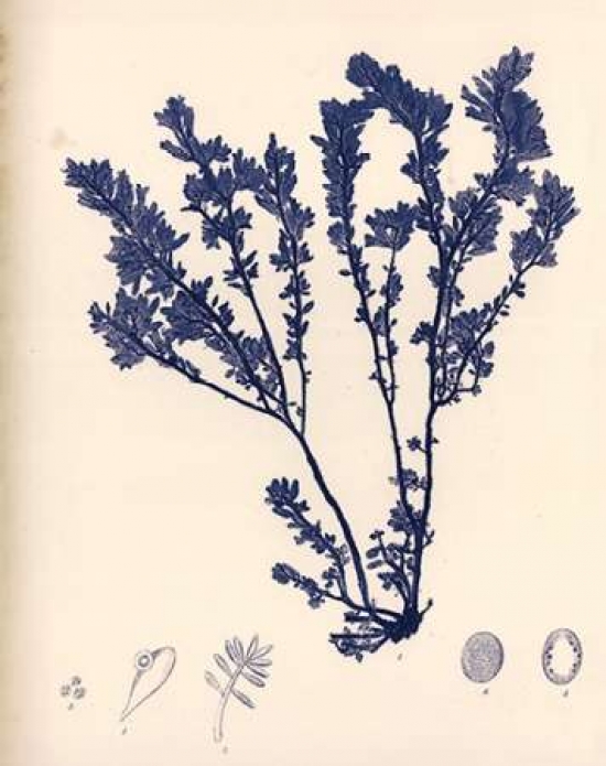 Blue Botanical Study III Poster Print by Kimberly Poloson - 11 x 14 - Small