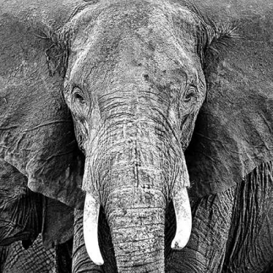 Elephant Poster Print by Photoinc Studio, 24 x 24 - Large