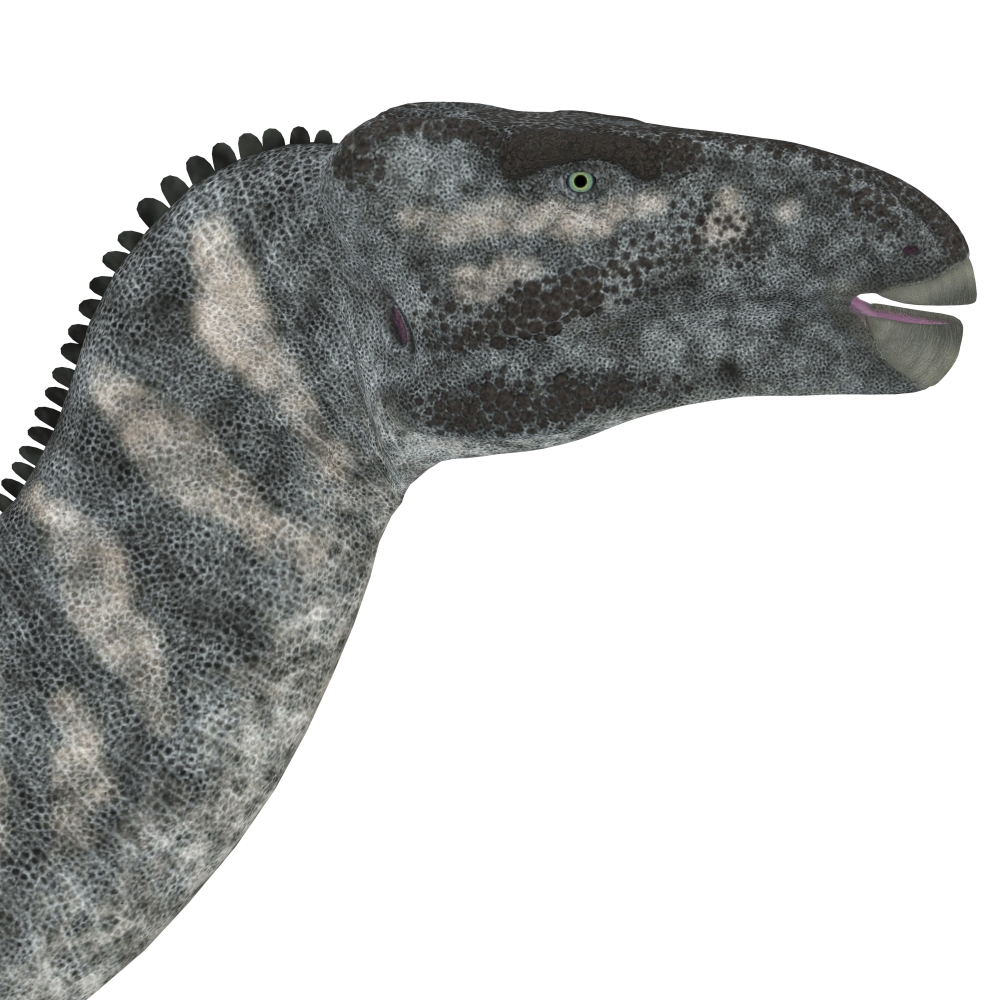 Iguanodon Dinosaur Head - 14 x 14