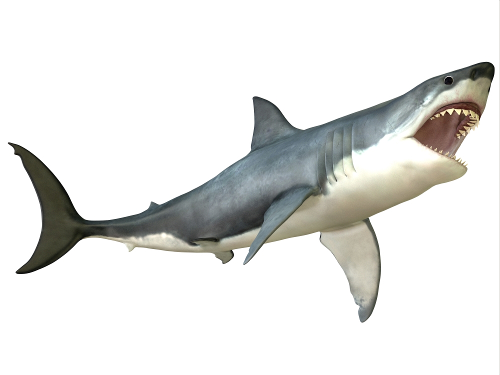The Great White Shark is An Apex-Predator Found Throughout The Worlds Oceans Poster Print, 16 x 12