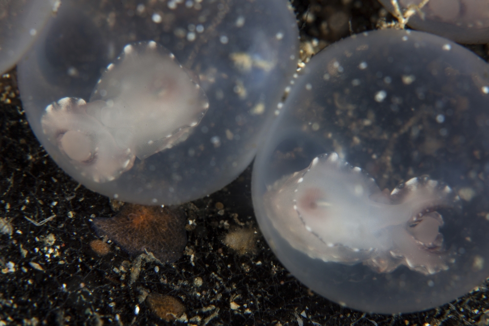 Flamboyant Cuttlefish Embryos, Metasepia Pfefferi Develop in Their Eggs in Lembeh Strait Indonesia Poster Print, 17 x 11