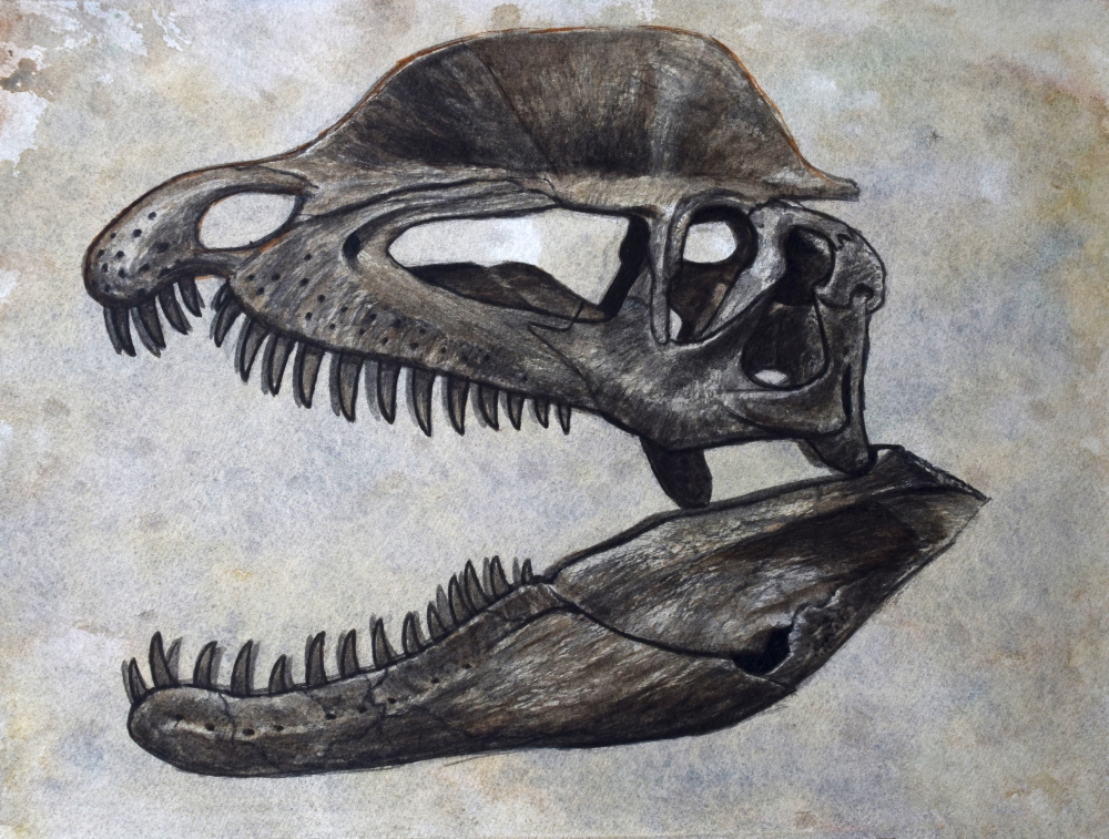 Dilophosaurus Dinosaur Skull On Textured Background Poster Print - 16 x 12