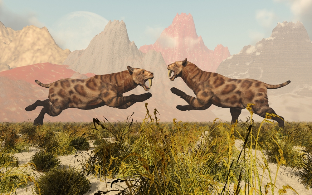 Picture of StockTrek Images PSTMAS100310P A Pair of Sabre Tooth Tigers in A Fight Over Territory Poster Print, 17 x 11