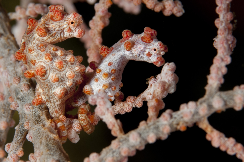 A Pair of Pygmy Seahorse, Hippocampus Bargibanti Side by Side Red Variety On Sea Fan Lembeh Strait Indonesia Poster Print, 17 x 11