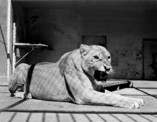 Female Lion Poster Print - 18 x 24