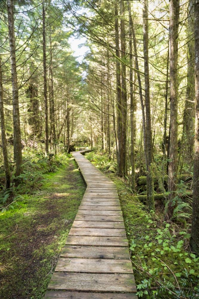 DPI12277624 Forest Walk Pacific Rim National Park - Vancouver Island British Columbia Canada Poster Print - 12 x 19 in.