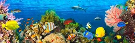 PDX4AP3664LARGE Life in The Coral Reef- Maldives Poster Print by Pangea Images, 12 x 36 - Large