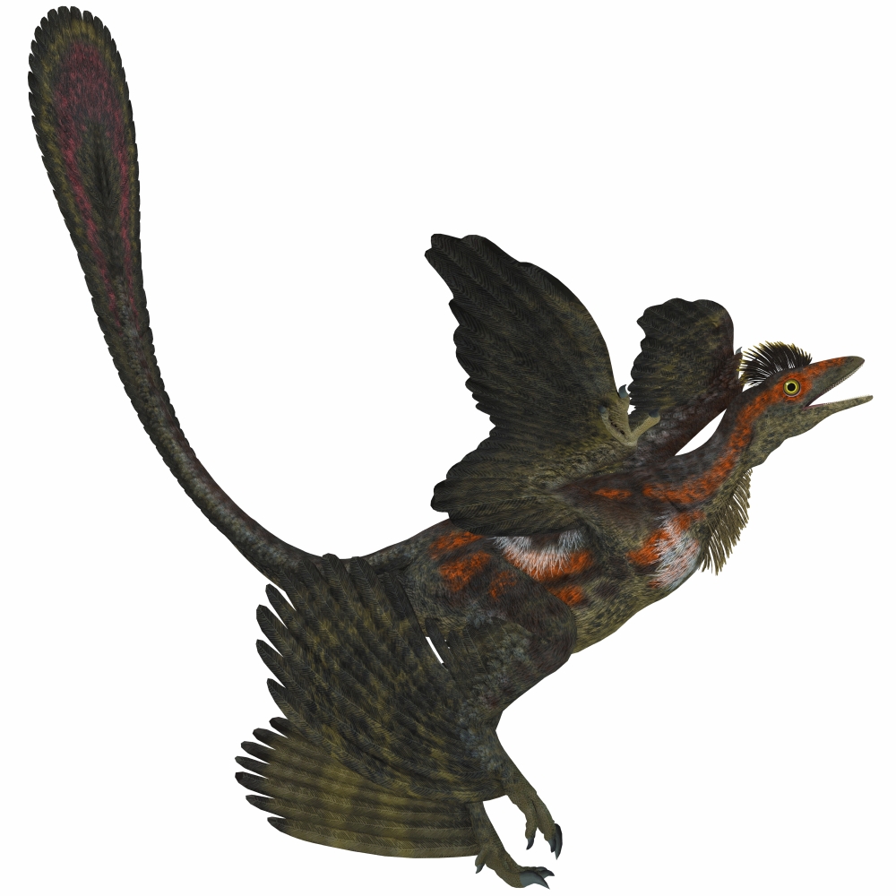 The Microraptor Was A Small Flying Dinosaur with Four Wings in The Cretaceous Period of China Poster Print 14 x 14
