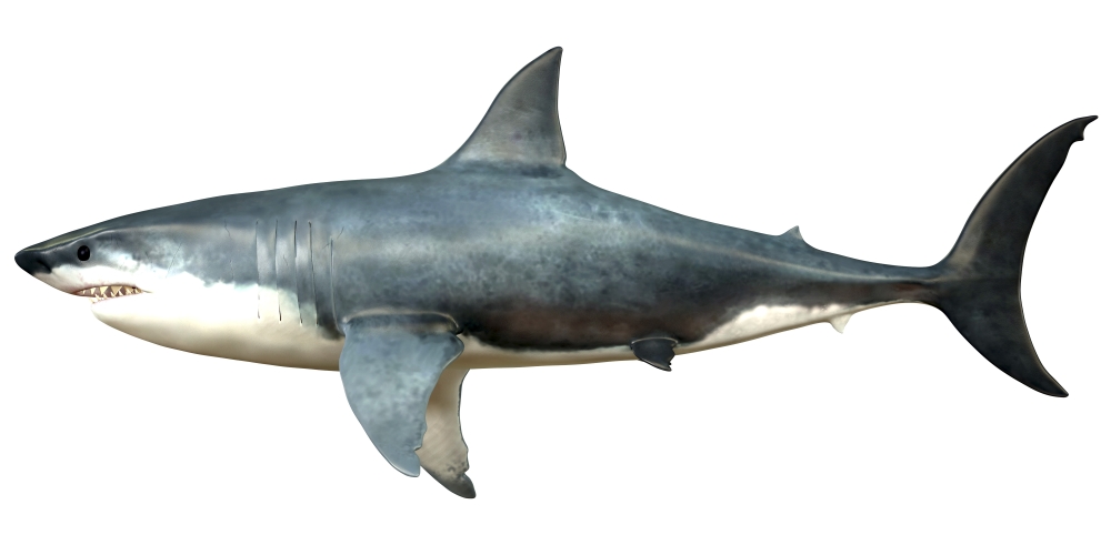 A Megalodon Shark From The Cenozoic Era - 20 x 10