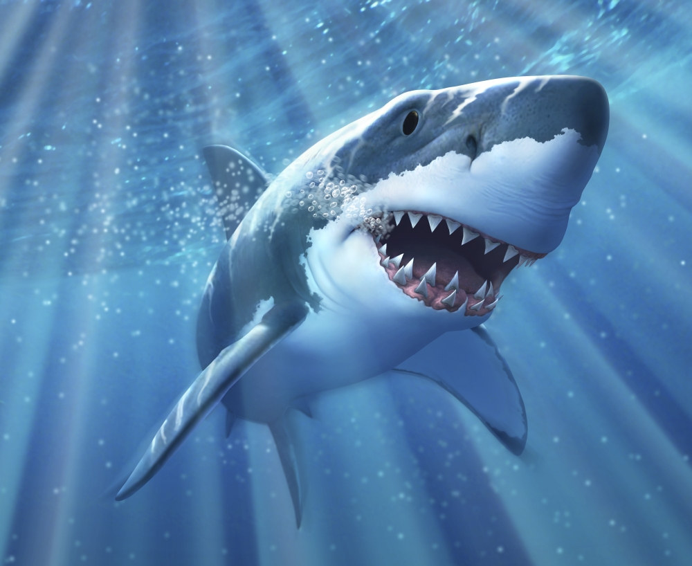 A Great White Shark with Sunrays Just Below The Surface Poster Print