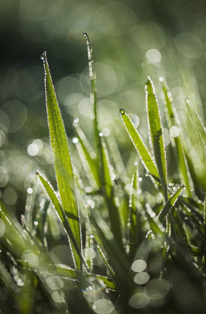 DPI12254926LARGE Dew Glistens on The Grass - Astoria Oregon United States of America Poster Print - 24 x 38 in. - Large