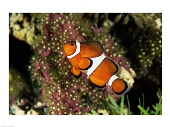 Picture of Superstock SAL1370621 Percula Clownfish Poster Print, 24 x 18